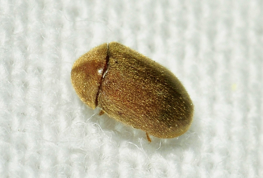 Anobiidae Ptininae